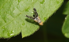 Spathulina acroleuca