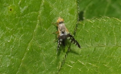 Spathulina acroleuca
