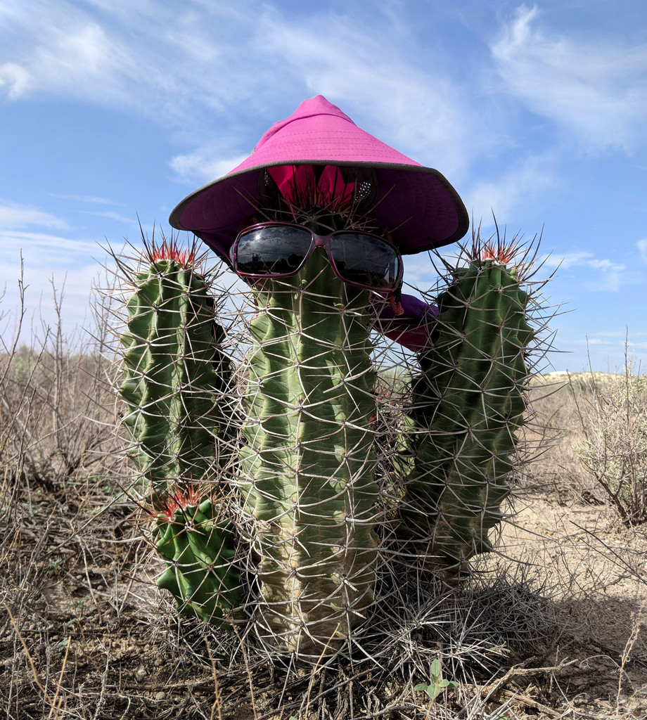 Echinocereus triglochidiatus, Otero County, NM, USA