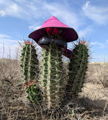 Echinocereus triglochidiatus