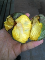 Annona