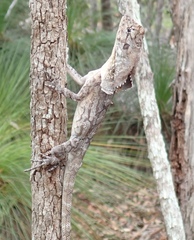 Chlamydosaurus kingii