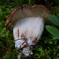 Suillus punctatipes