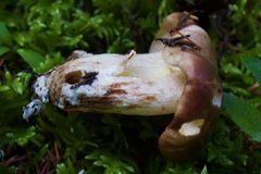 Suillus punctatipes
