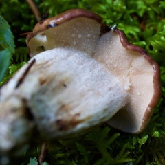 Suillus punctatipes