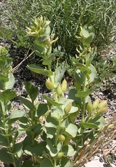 Astragalus asclepiadoides