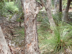 Chlamydosaurus kingii