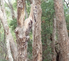 Chlamydosaurus kingii