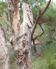 Chlamydosaurus kingii