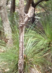 Chlamydosaurus kingii