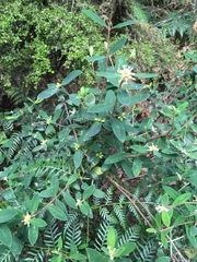 Pimelea drupacea
