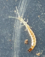Evalljapyx propinquus