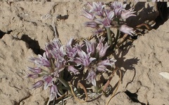 Allium macropetalum