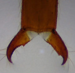 Evalljapyx propinquus