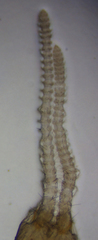 Evalljapyx propinquus