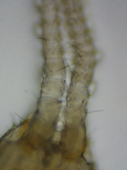 Evalljapyx propinquus