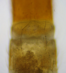 Evalljapyx propinquus
