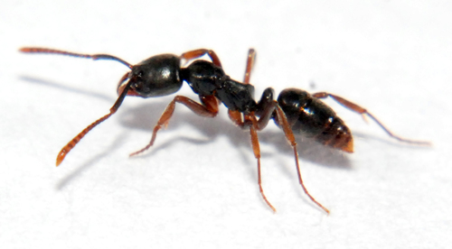 短猛蚁属Brachyponera