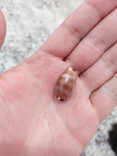 Pseudozonaria nigropunctata
