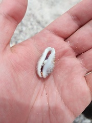 Pseudozonaria nigropunctata