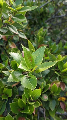 Image of Quercus tarokoensis by (c) 許文俊, some rights reserved (CC BY-SA)