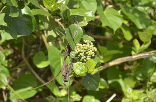 Premna serratifolia