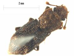 Notocoxelus
