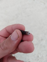 Eucidaris galapagensis