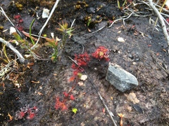 Drosera peltata