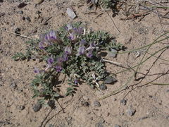Astragalus consobrinus