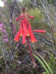 Blandfordia punicea