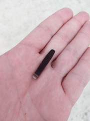 Eucidaris galapagensis