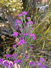 Comesperma retusum