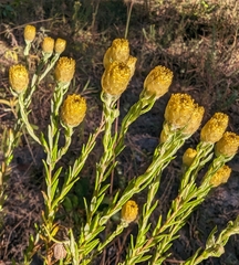 Helichrysum kirkii image