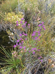Comesperma retusum