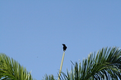 Corvus jamaicensis