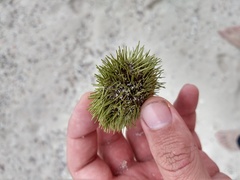 Lytechinus semituberculatus