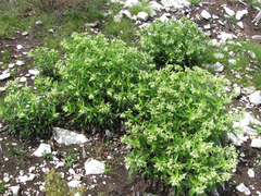 Lithospermum helleri