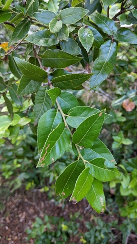 Image of Quercus tarokoensis by (c) 許文俊, some rights reserved (CC BY-SA)