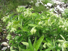 Lithospermum helleri