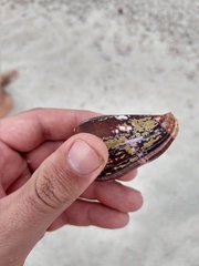 Conus purpurascens