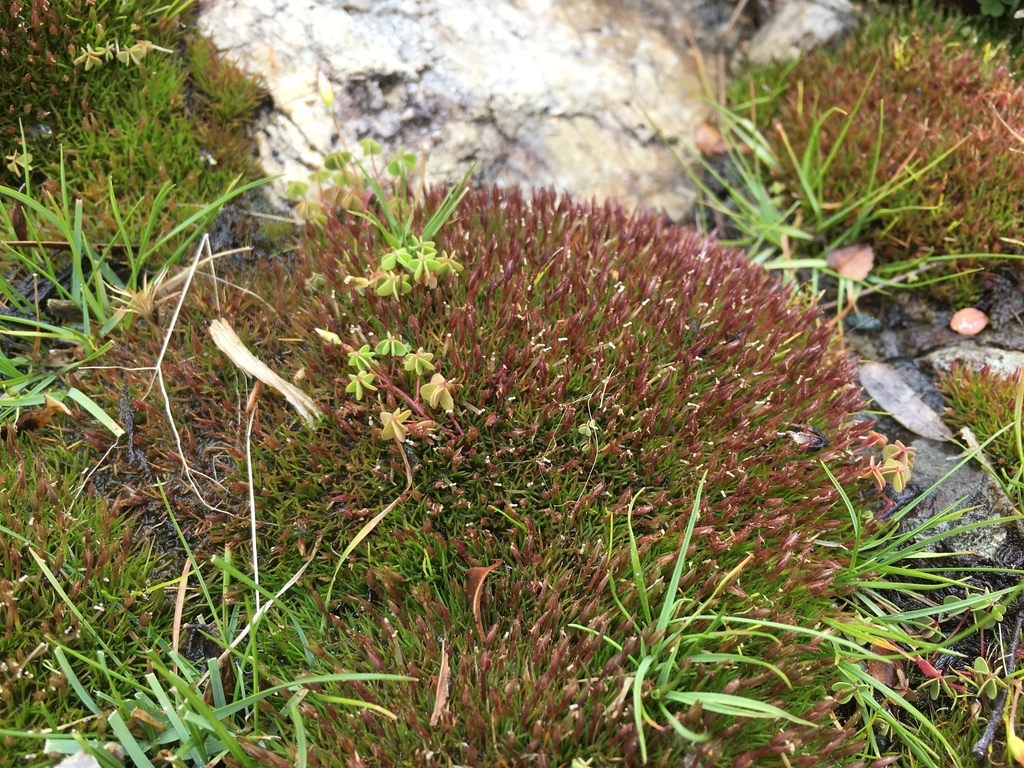 Centrolepis monogyna