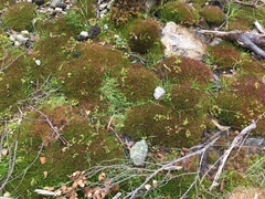 Centrolepis monogyna