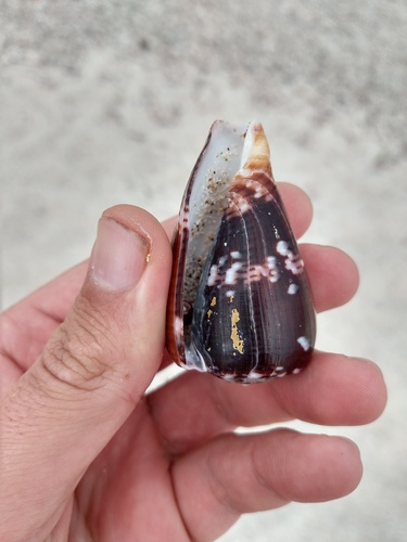 Conus purpurascens