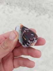 Conus purpurascens
