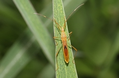 Leptocorisa acuta