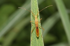 Leptocorisa acuta