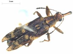 Rhicnobelus metallicus