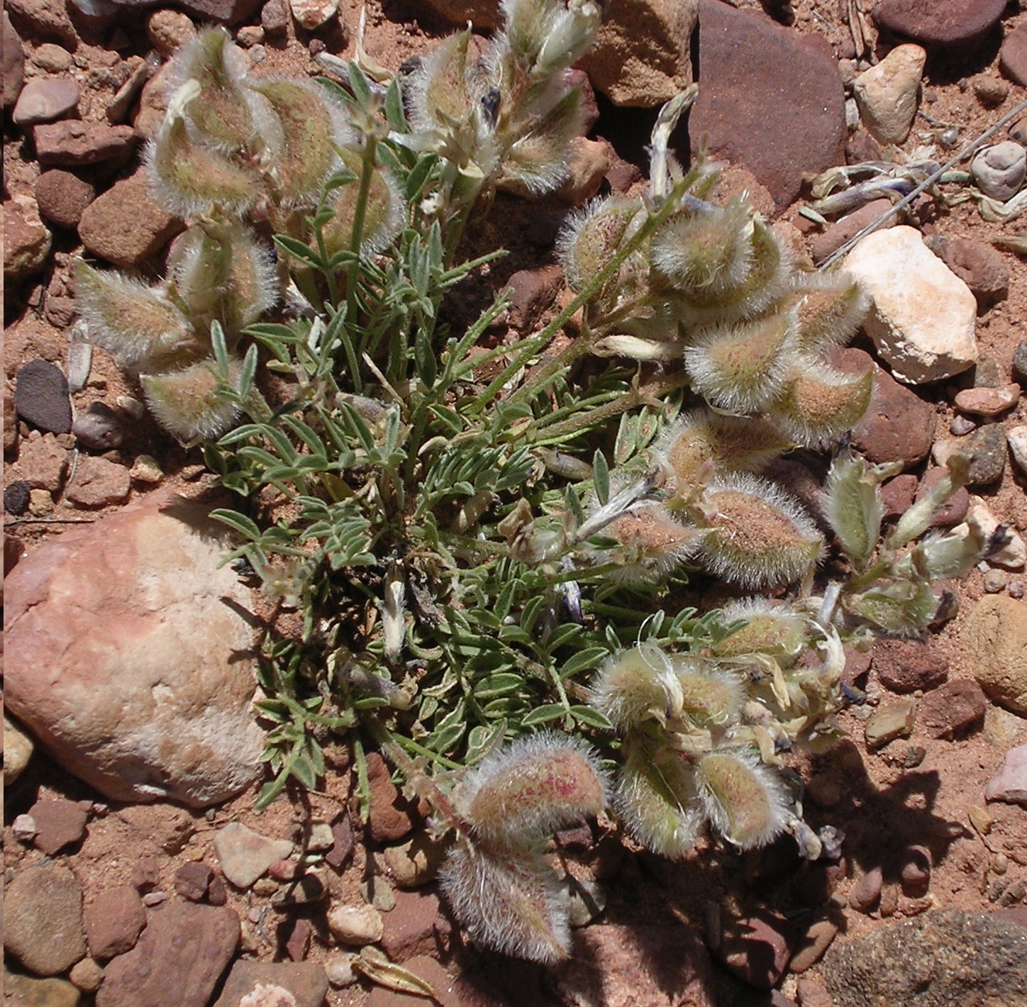 Astragalus barnebyi