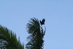 Corvus jamaicensis